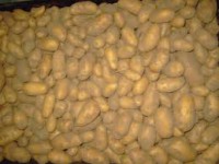 NIEUWE WITTE AARDAPPELEN